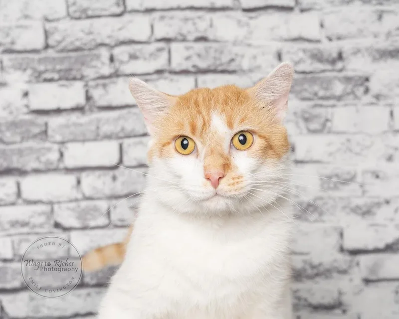 Creamsicle thumbnail 3