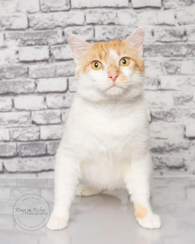 Creamsicle thumbnail 4