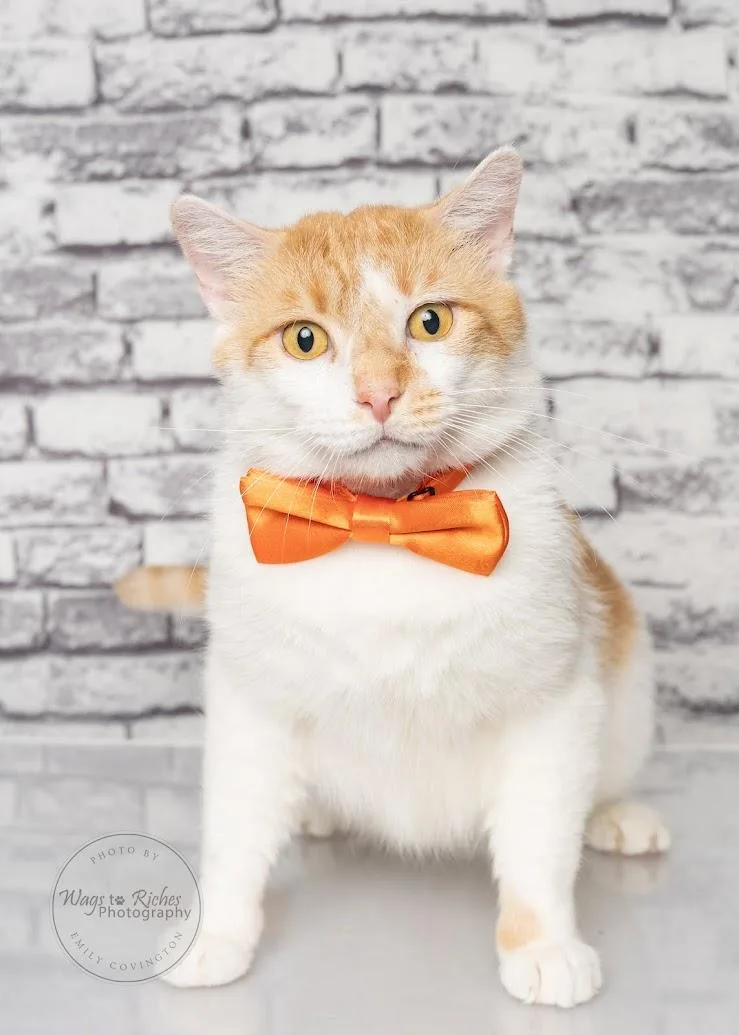 Creamsicle thumbnail 5