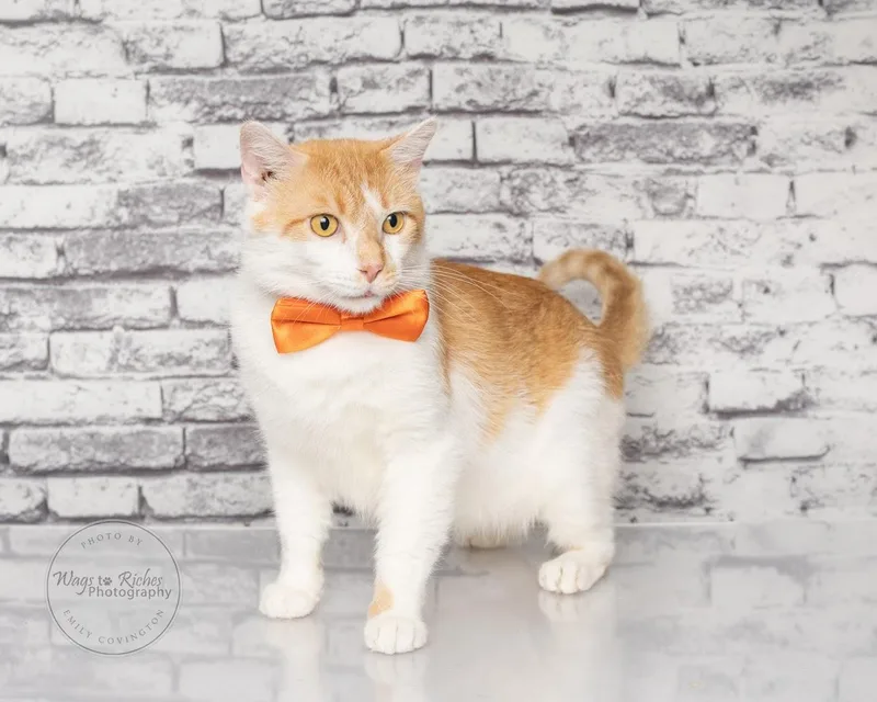 Creamsicle thumbnail 6