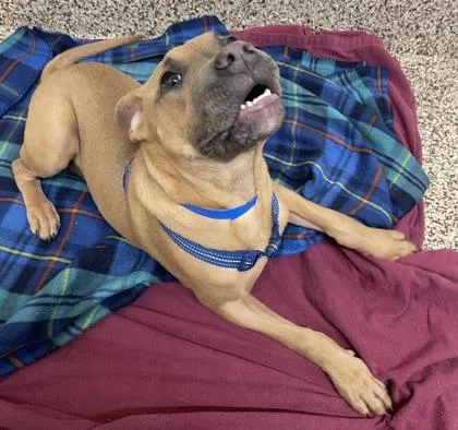 A baby medium-sized male Pit Bull Terrier dog named Elliot for adoption in Westland, MI