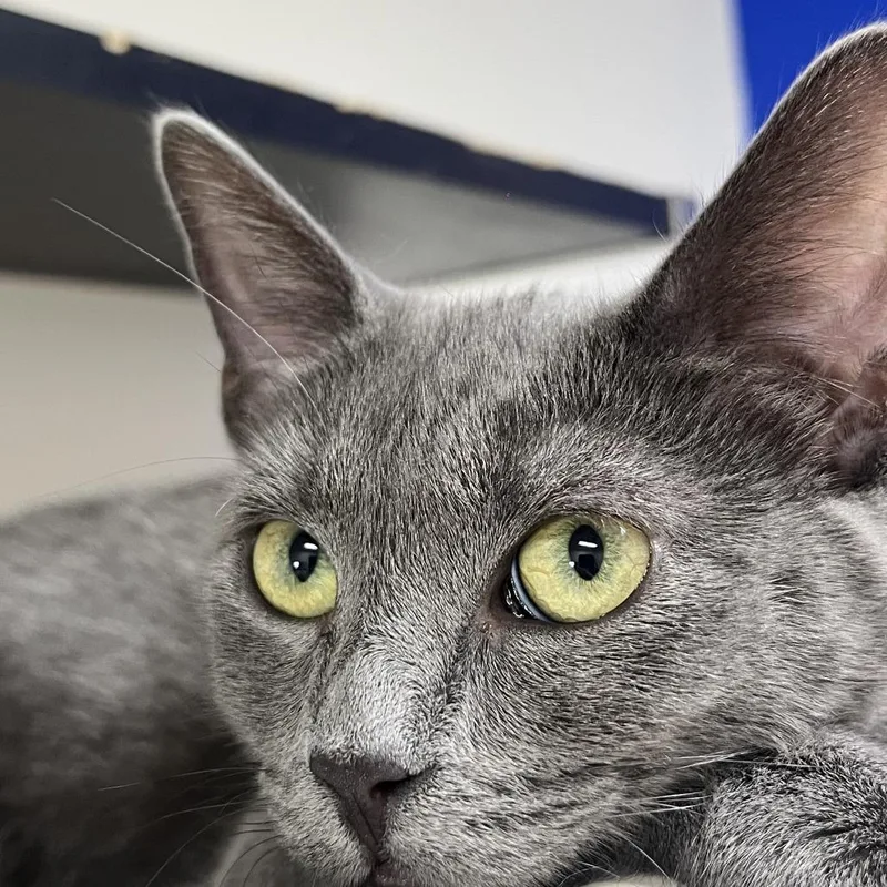 An adult small-sized female Gray / Blue / Silver Domestic Short Hair cat named Noodle for adoption in Los Angeles, CA
