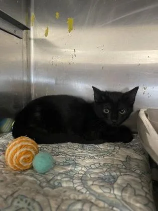 A baby small-sized female Domestic Short Hair cat named Hershey for adoption in Houston, TX