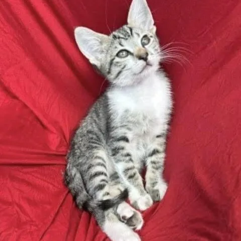A baby medium-sized male Tabby cat named Pop for adoption in Woodland Hills, CA