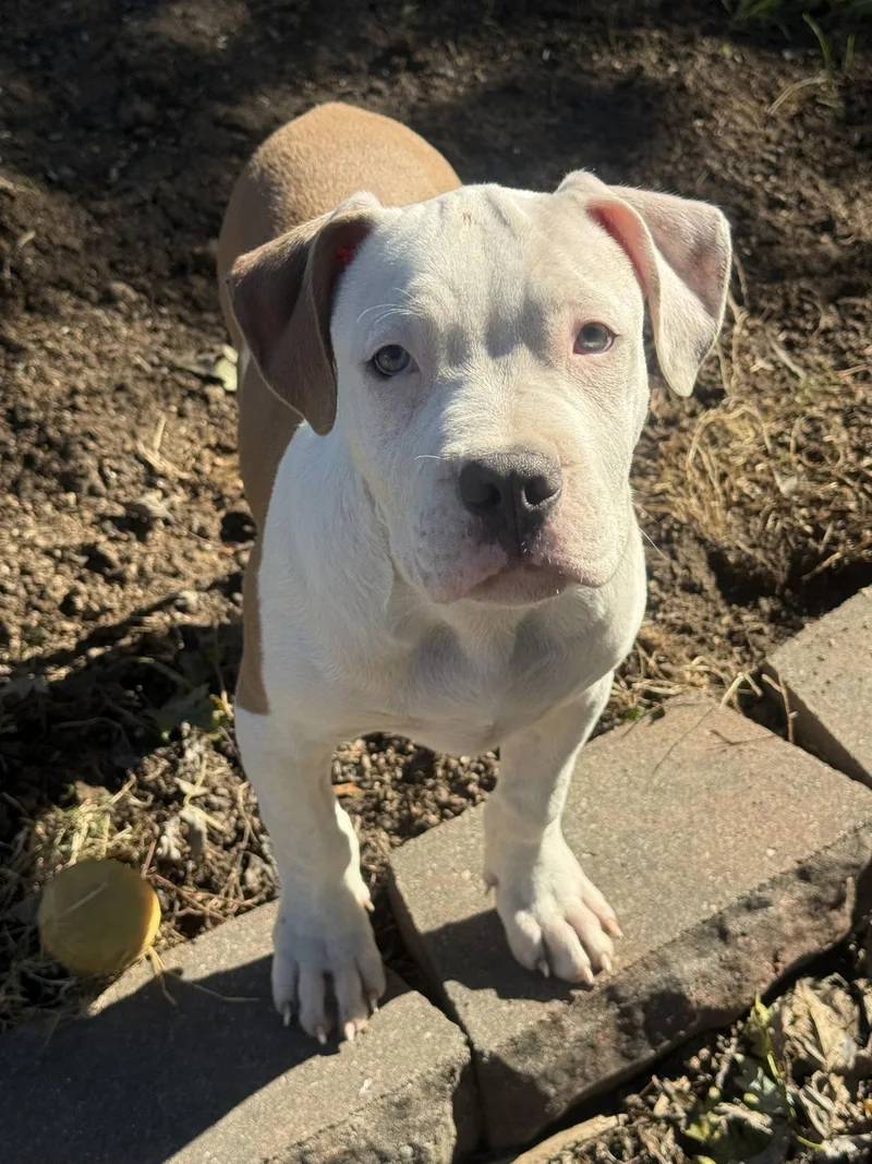 A baby large-sized male Pit Bull Terrier dog named Sumo for adoption in Fenton, MO