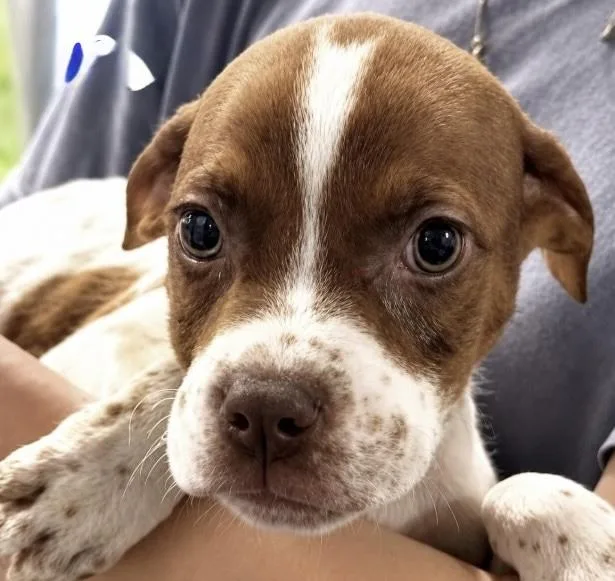 A baby medium-sized male Pointer dog named Alfie for adoption in Copiague, NY