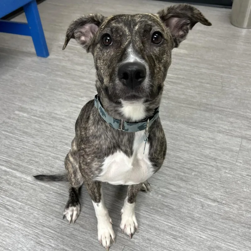 A young small-sized female Mixed Breed dog named SheRa for adoption in State College, PA