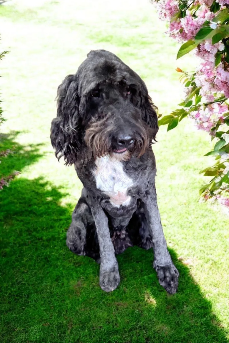 Raggedy Andy thumbnail 2