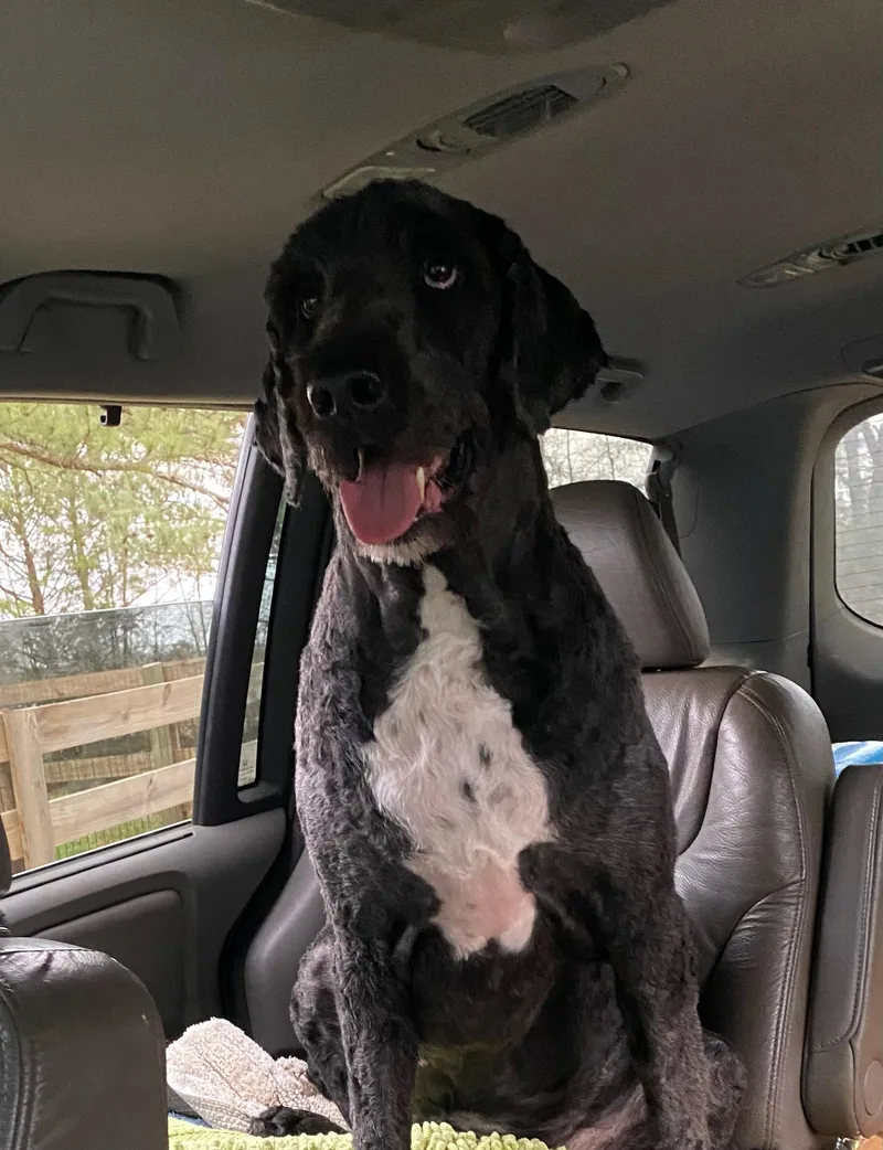 Raggedy Andy thumbnail 4