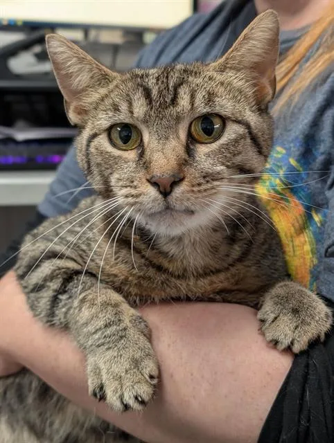 An adult medium-sized female Domestic Short Hair cat named Simba for adoption in Canfield, OH