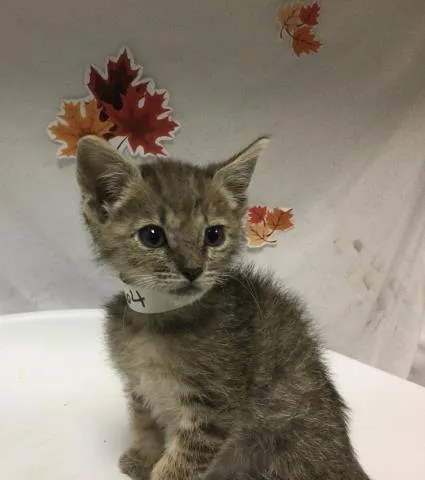 A young small-sized female Domestic Short Hair cat named Funyun for adoption in Riverside, CA