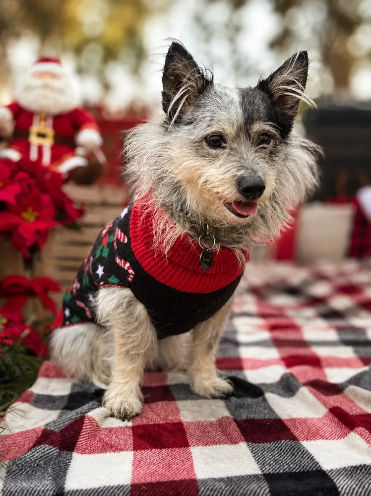 An adult small-sized female Gray / Blue / Silver Mixed Breed dog named Stormy Grey for adoption in Wilton, CA