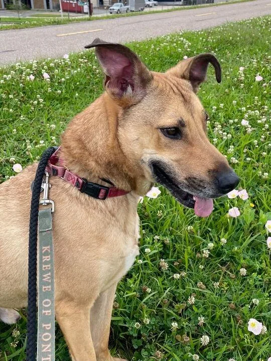 An adult medium-sized male Hound dog named Hopper for adoption in New Orleans, LA