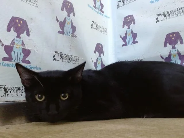 A young small-sized male Domestic Short Hair cat named Shadow for adoption in Orlando, FL