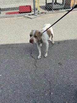 A young medium-sized male Pit Bull Terrier dog named Melman for adoption in Stockton, CA