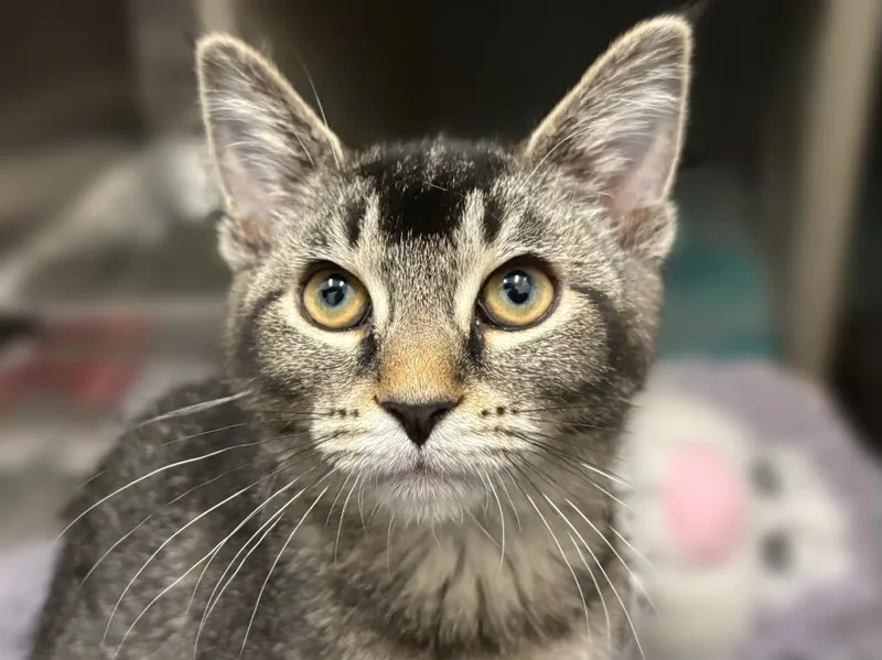A baby small-sized male Tabby cat named Desi for adoption in Powell, OH