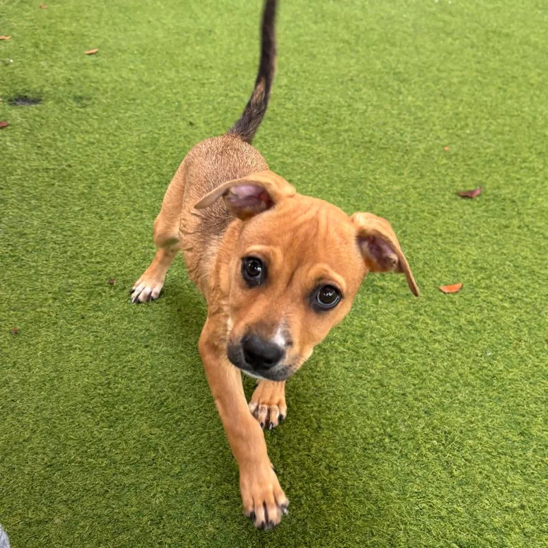 A baby small-sized female Yellow / Tan / Blond / Fawn Mixed Breed dog named Bacardi for adoption in LOXAHATCHEE, FL