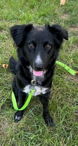 A young medium-sized female Australian Shepherd dog named Everest for adoption in Troy, VA