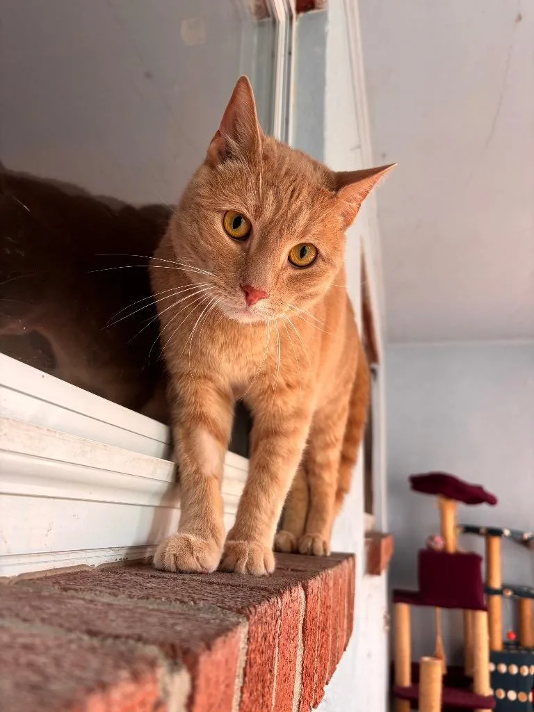 An adult medium-sized male Domestic Short Hair cat named Sun for adoption in Port Jervis, NY
