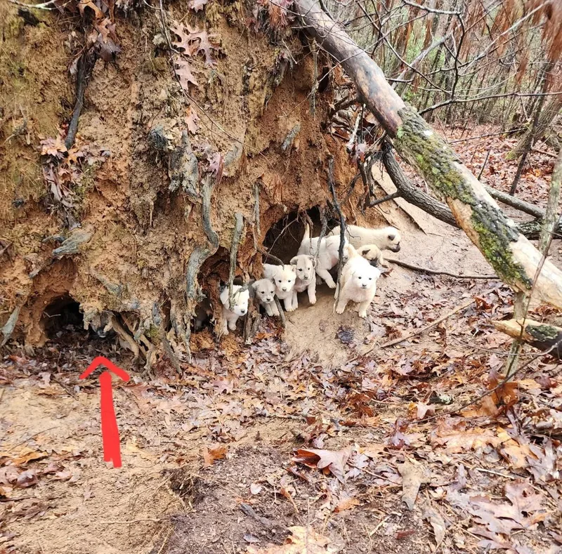 Birch Woods thumbnail 2