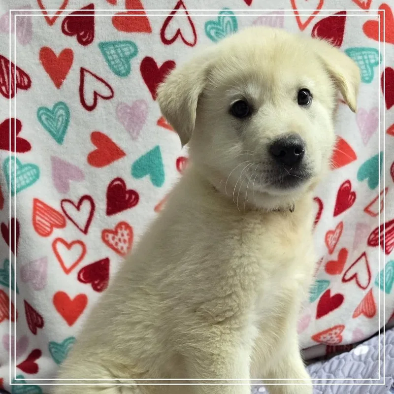 Birch Woods thumbnail 3