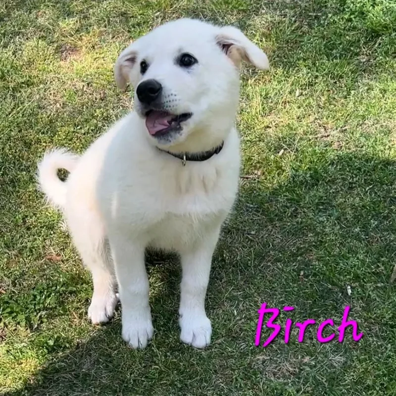 A baby small-sized female Great Pyrenees dog named Birch Woods for adoption in Atlanta, GA