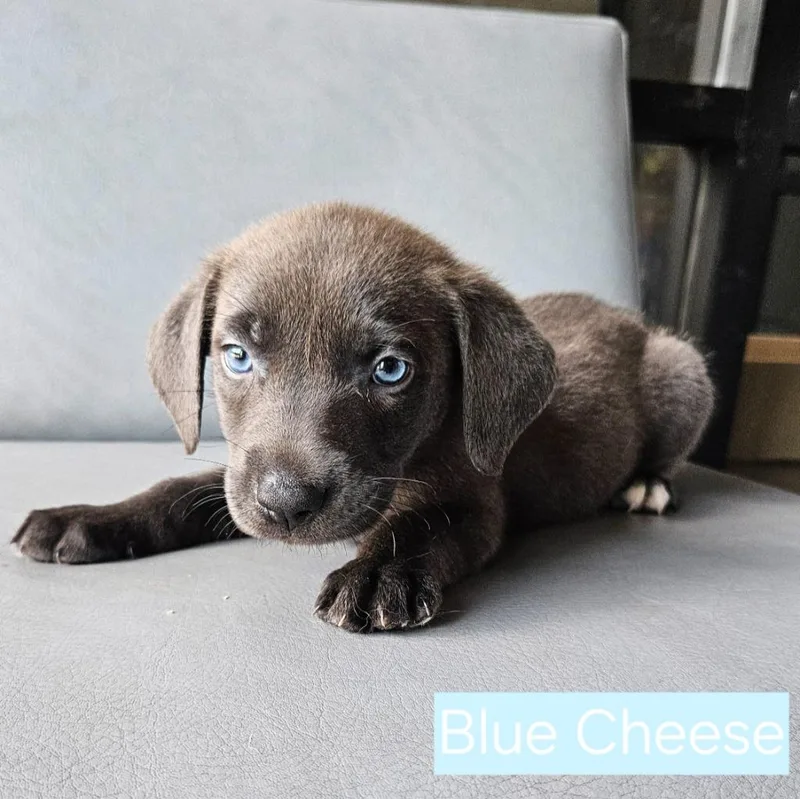 Blue Cheese