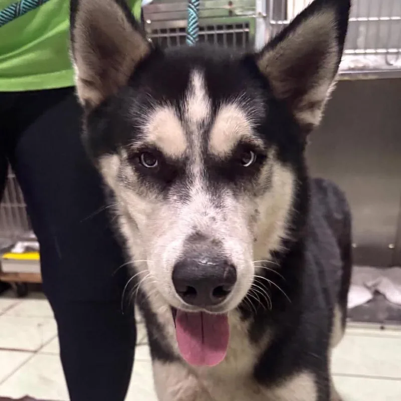 An adult small-sized male Siberian Husky dog named Azul for adoption in Tampa, FL