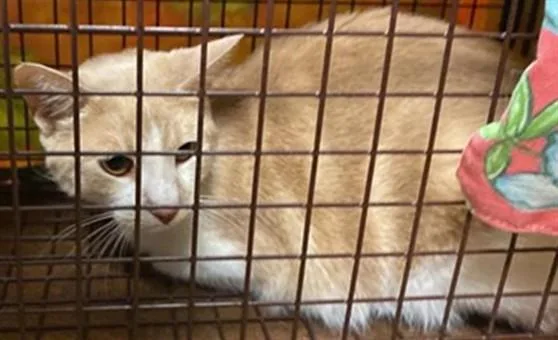 A young small-sized female Domestic Short Hair cat named Momma Daisy for adoption in Sacramento, CA