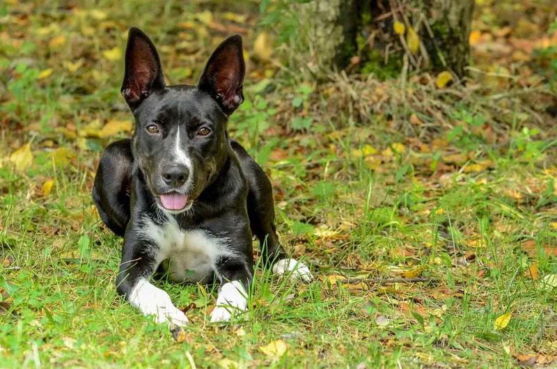 An adult medium-sized female Border Collie dog named Pebbles for adoption in Brick, NJ