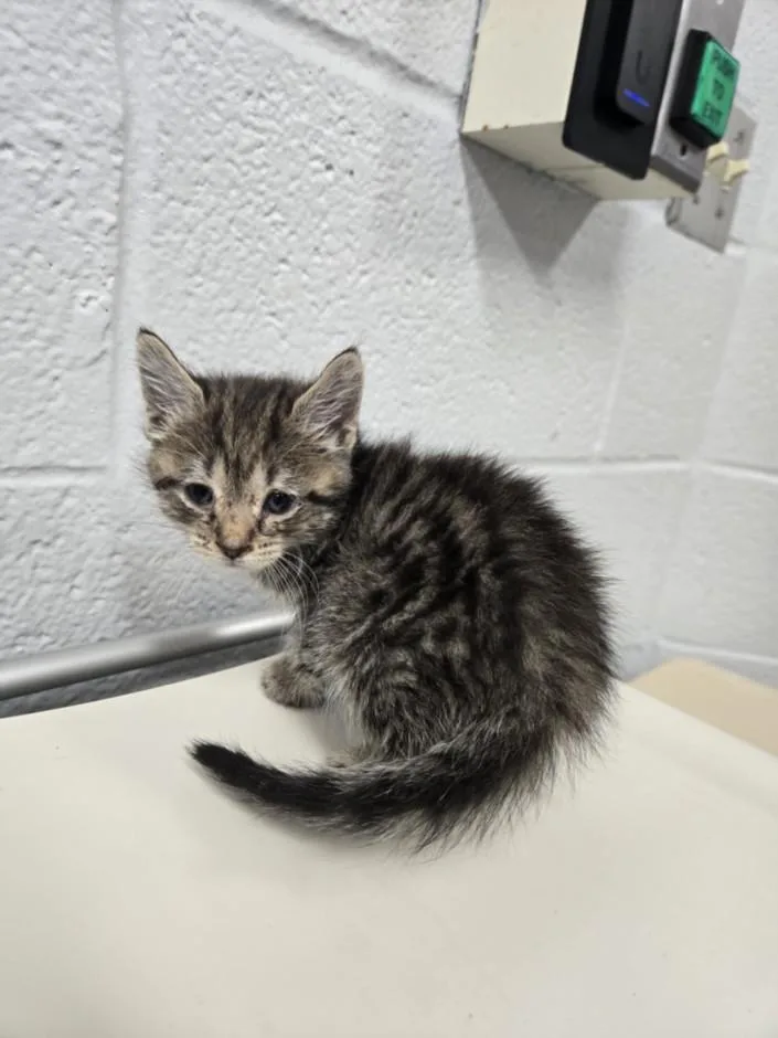 A baby small-sized female Domestic Short Hair cat named Canehill for adoption in Hagerstown, MD