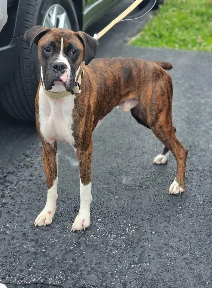 A young medium-sized male Boxer dog named No Name for adoption in Fountaintown, IN