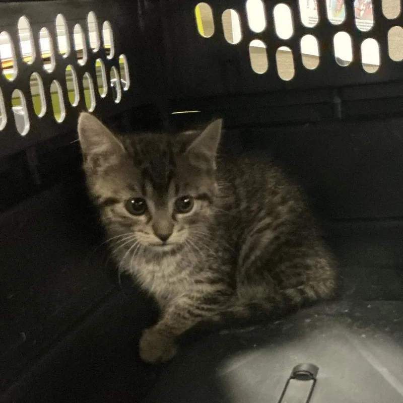 A baby small-sized male Gray / Blue / Silver Domestic Medium Hair cat named Swaybar for adoption in St Joseph, MO
