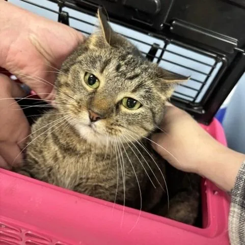 An adult small-sized female Gray / Blue / Silver Domestic Short Hair cat named Stevie for adoption in St Joseph, MO