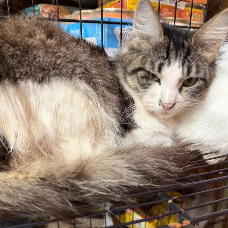 A young small-sized male Gray / Blue / Silver Domestic Long Hair cat named Onyx_ for adoption in Lancaster, OH