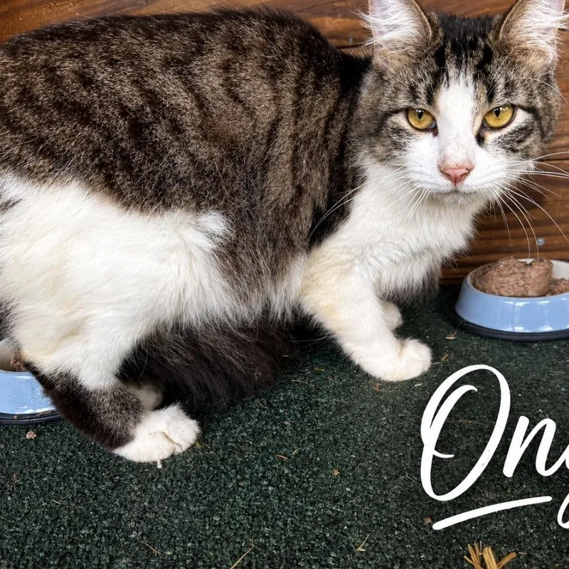 Onyx_ thumbnail 2