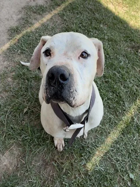 An adult large-sized male Pit Bull Terrier dog named Patch for adoption in Riverside, CA