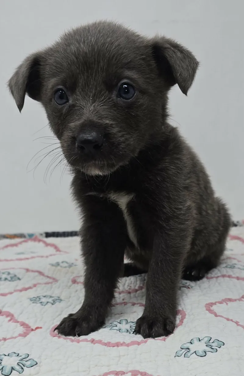 Genuine Risk thumbnail 2