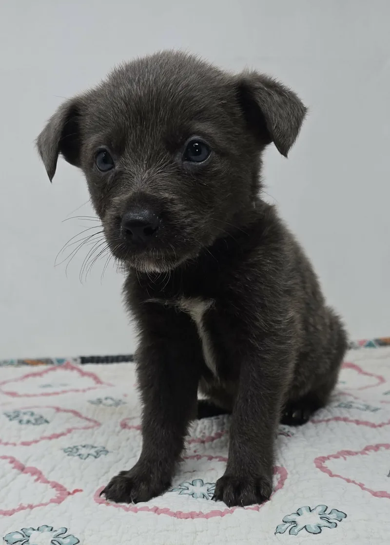 Genuine Risk thumbnail 3