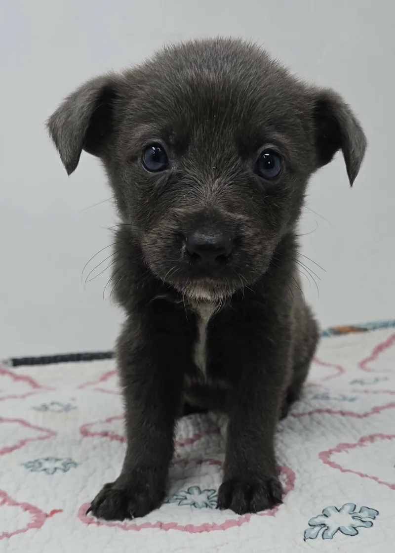 Genuine Risk thumbnail 4