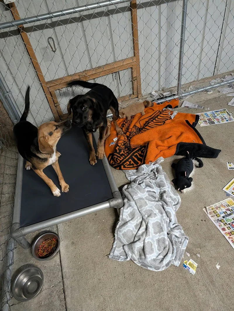 A young medium-sized female Hound dog named Deedee for adoption in Frenchburg, KY