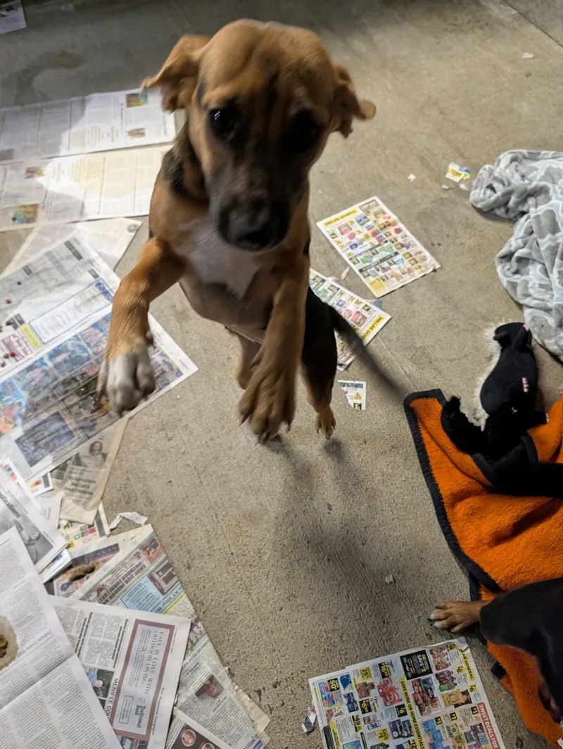 Deedee thumbnail 3