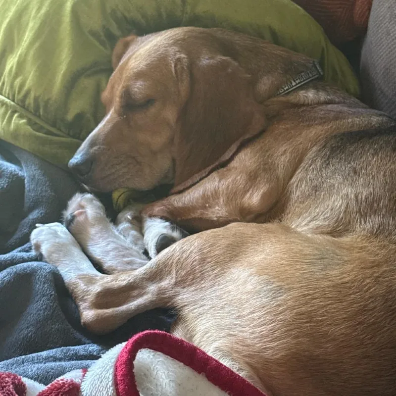 An adult medium-sized female Beagle dog named Flo for adoption in Nowata, OK