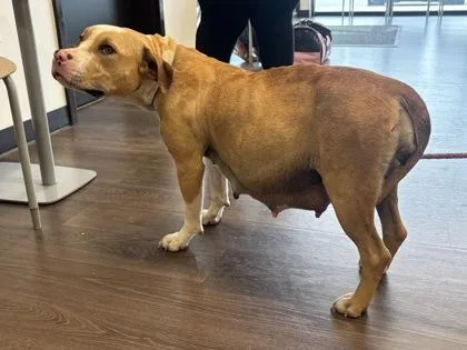 An adult medium-sized female Mixed Breed dog named Luna for adoption in Atlanta, GA