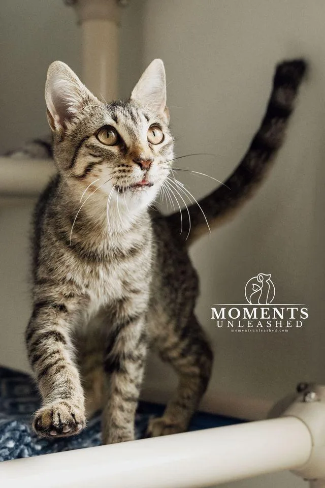 A baby small-sized male Tabby (Gray / Blue / Silver) Domestic Short Hair cat named Iceman for adoption in Myakka City, FL
