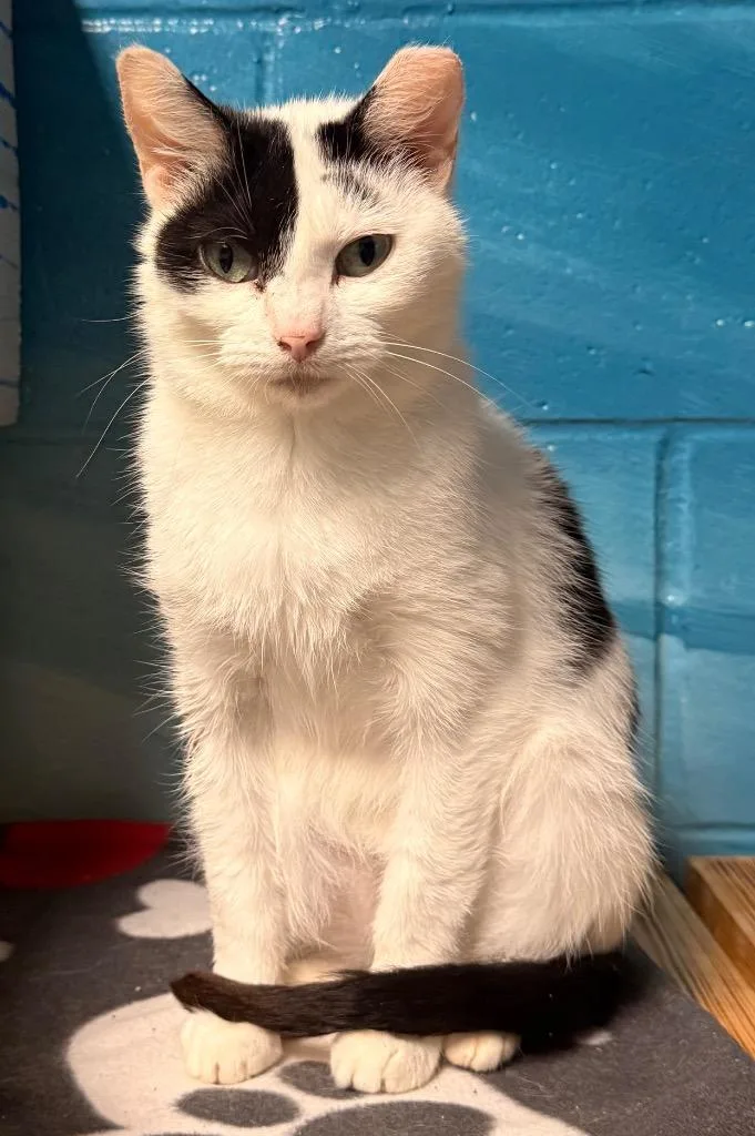A young medium-sized female Domestic Short Hair cat named Lacy for adoption in Defiance, OH