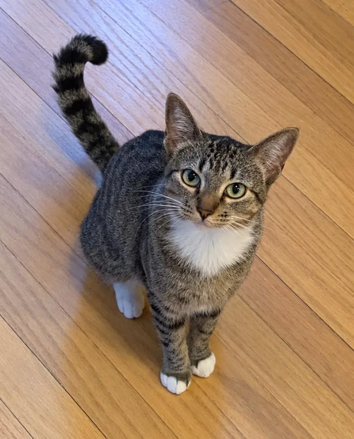 A young medium-sized female Domestic Short Hair cat named Eevee for adoption in Kansas City, MO