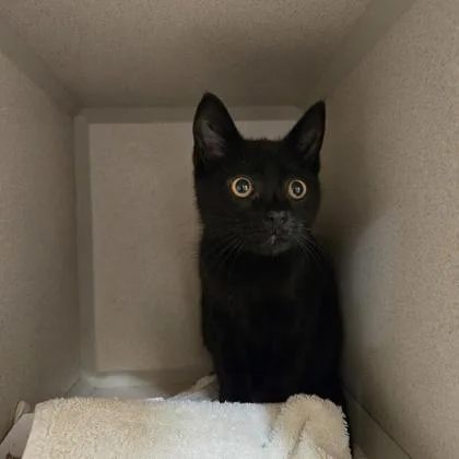 A young small-sized male Domestic Short Hair cat named Lance for adoption in New Hope, PA