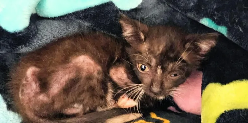 A baby small-sized male Domestic Short Hair cat named Joel for adoption in Houston, TX
