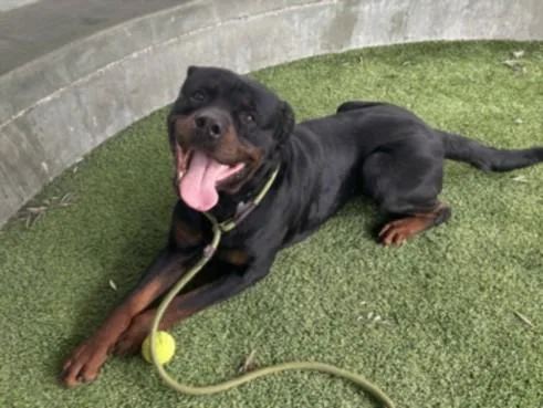 A young large-sized male Rottweiler dog named Rusty for adoption in Los Angeles, CA